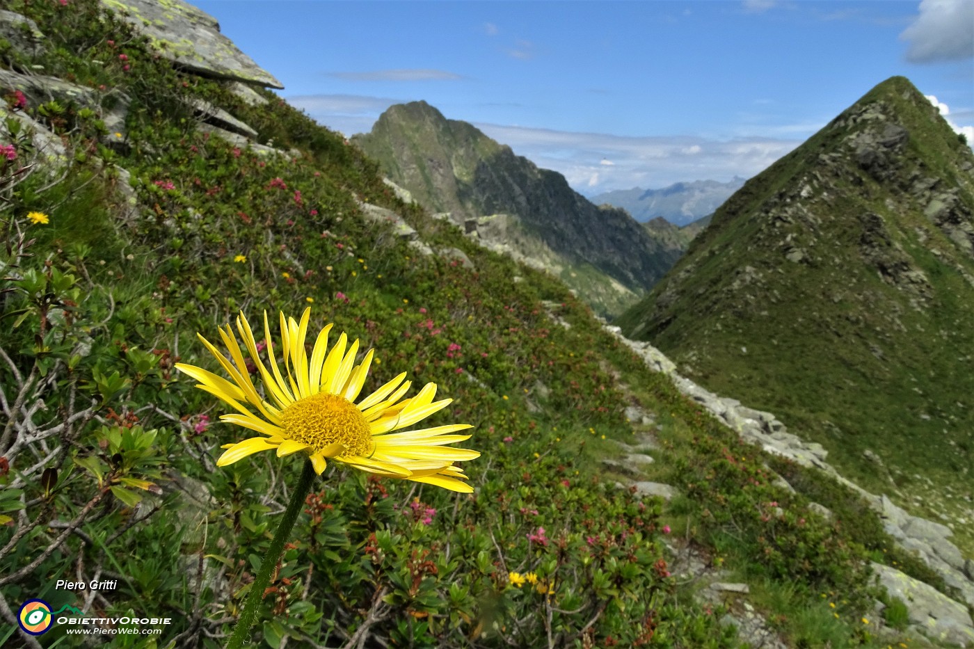 40 Rododendri rossi e Doronico del granito (Doronicum clusii) per lo svettante Pizzo del Vento .JPG